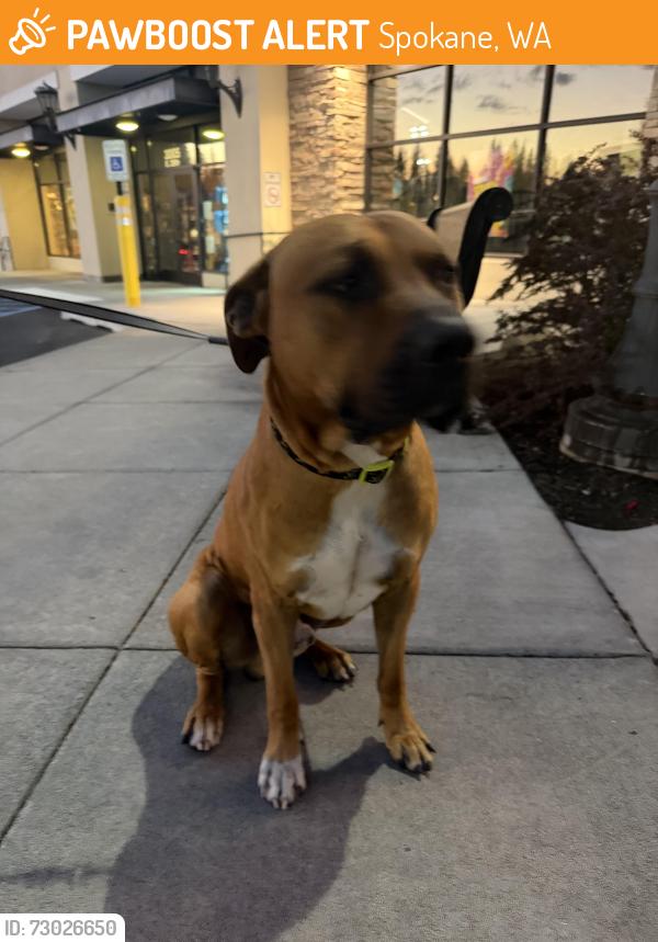 Found/Stray Male Dog last seen Cold Stone at 29th and Fiske, Spokane, WA 99224