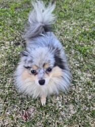 Lost Male Dog last seen Indiana and 5th st , Los Angeles, CA 90063