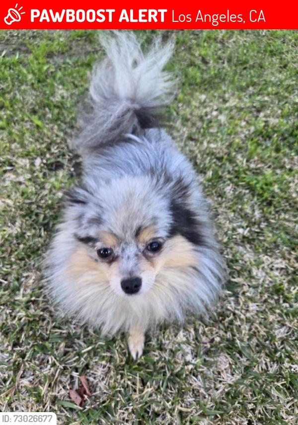 Lost Male Dog last seen Indiana and 5th st , Los Angeles, CA 90063