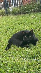 Lost Male Cat last seen Lyons rd and Hillsboro, Coconut Creek, FL 33066