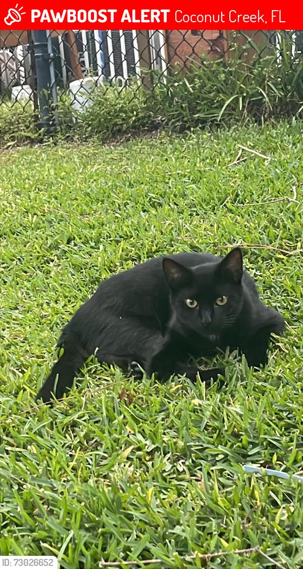 Lost Male Cat last seen Lyons rd and Hillsboro, Coconut Creek, FL 33066