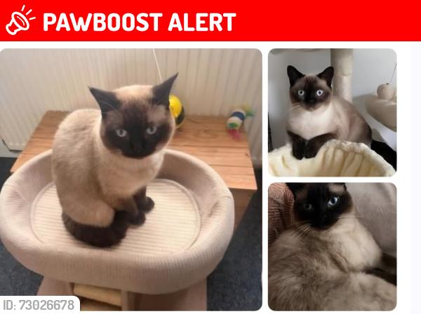 Lost Female Cat last seen Ainsworth lane, Greater Manchester, England BL2