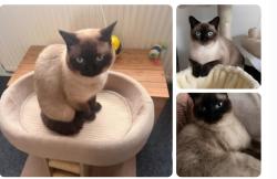 Lost Female Cat last seen Ainsworth lane, Greater Manchester, England BL2