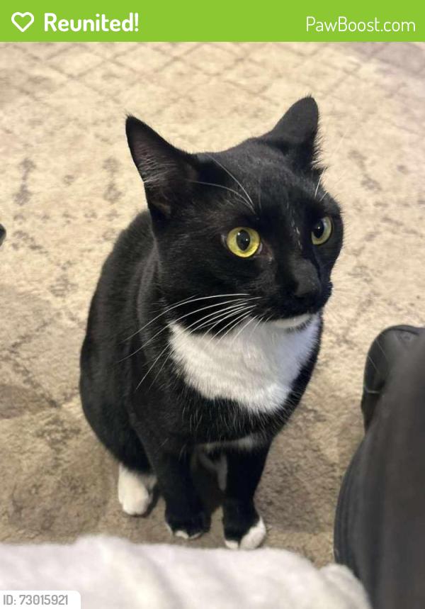 Reunited Female Cat last seen Patricia Avenue and Haines Mill Road, Delran, NJ 08075