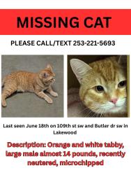 Lost Male Cat last seen 109th St SW and 88th Ave SW off of Butte Dr SW, Lakewood, WA 98498