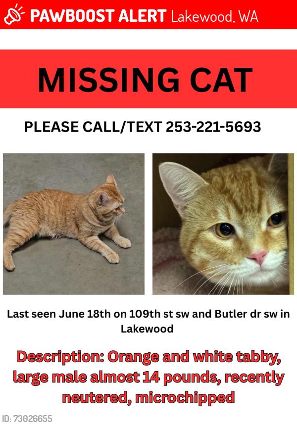 Lost Male Cat last seen 109th St SW and 88th Ave SW off of Butte Dr SW, Lakewood, WA 98498
