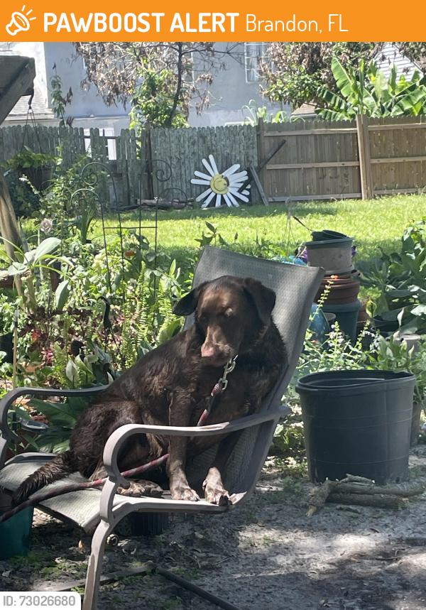 Found/Stray Female Dog last seen Curry St & Lakewood Ave Brandon Fl, Brandon, FL 33510