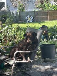 Found/Stray Female Dog last seen Curry St & Lakewood Ave Brandon Fl, Brandon, FL 33510