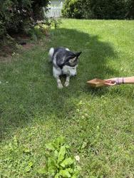 Found/Stray Female Dog last seen Near Main st Strausstown , Strausstown, PA 19559