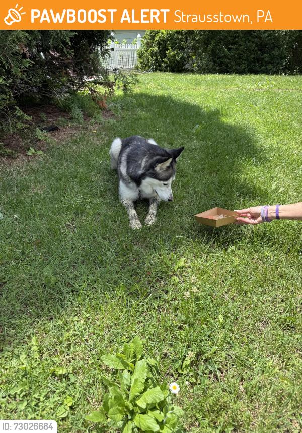 Found/Stray Female Dog last seen Near Main st Strausstown , Strausstown, PA 19559
