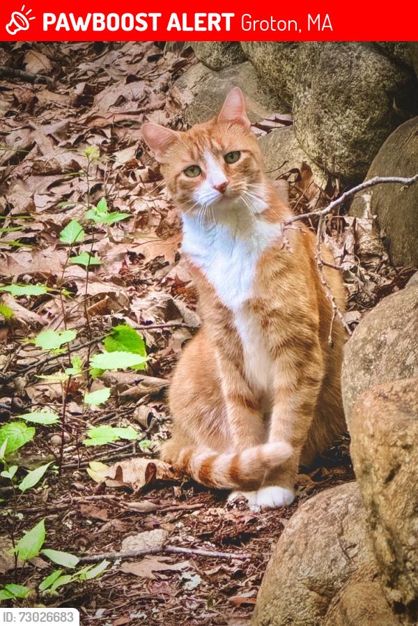 Lost Male Cat last seen Whiley Road and Sargasson, Groton, MA 01450