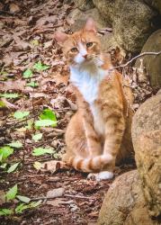 Lost Male Cat last seen Whiley Road and Sargasson, Groton, MA 01450