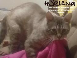 Lost Male Cat last seen Areo s apmts, Las Vegas, NV 89106