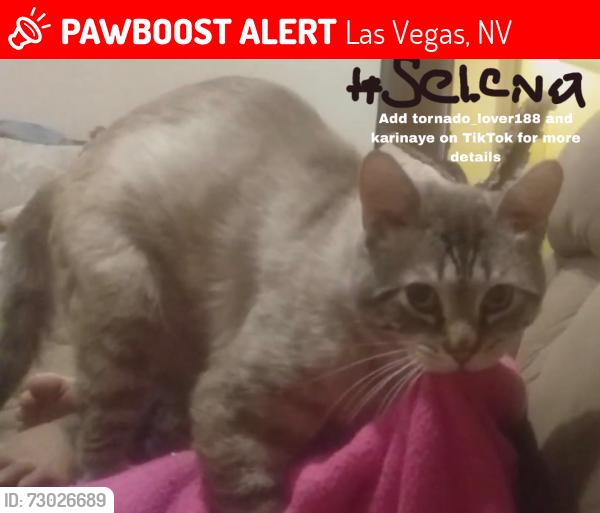 Lost Male Cat last seen Areo s apmts, Las Vegas, NV 89106