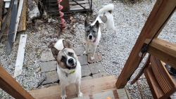 Reunited Female Dog last seen Wyoming , St. Louis, MO 63104