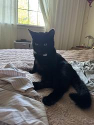 Lost Male Cat last seen Hunt Club apmts , Lake Oswego, OR 97035