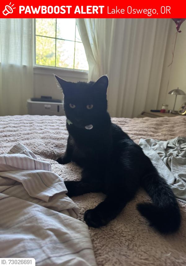 Lost Male Cat last seen Hunt Club apmts , Lake Oswego, OR 97035