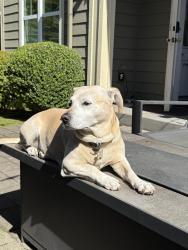 Reunited Female Dog last seen 17th ave east and galer, Seattle, WA 98112