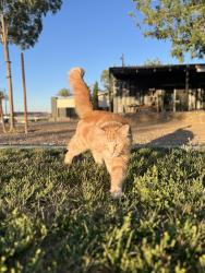 Lost Male Cat last seen Craig and Fort Apache, Las Vegas, NV 89129