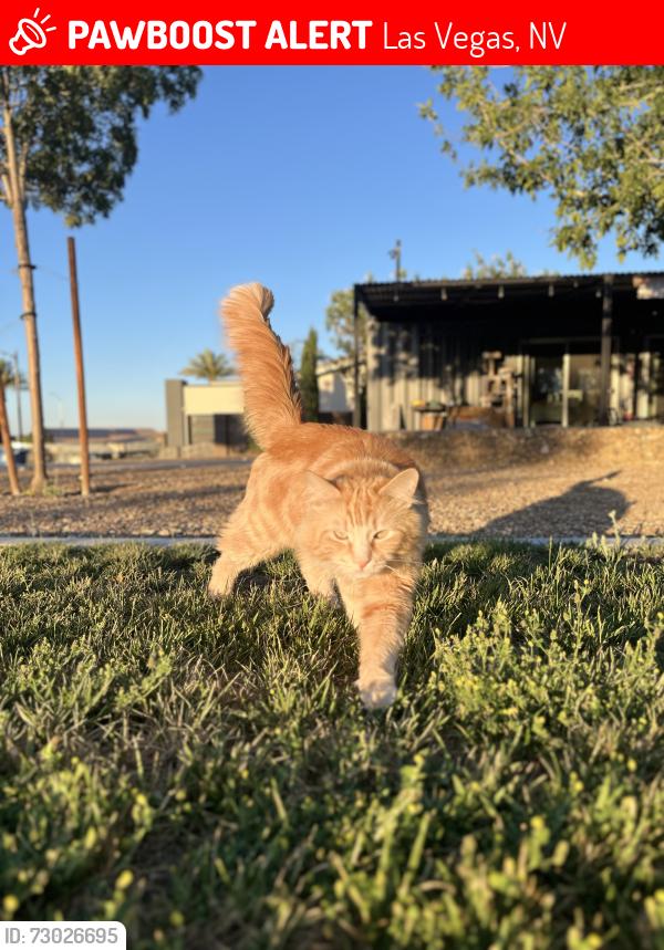 Lost Male Cat last seen Craig and Fort Apache, Las Vegas, NV 89129