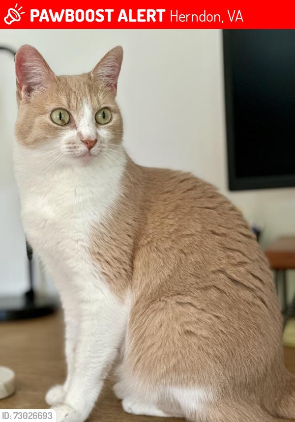Lost Female Cat last seen Near Reston ave, Herndon, VA 20170