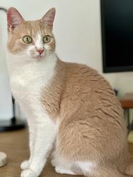Lost Female Cat last seen Near Reston ave, Herndon, VA 20170