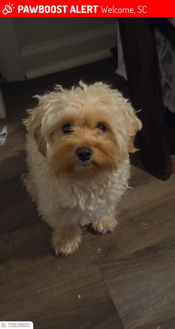 Lost Female Dog last seen Anderson Rd, Welcome, SC 29611