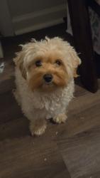 Lost Female Dog last seen Anderson Rd, Welcome, SC 29611