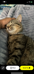 Lost Male Bird last seen New Hope Rd in wooded area, Clayton County, GA 30228
