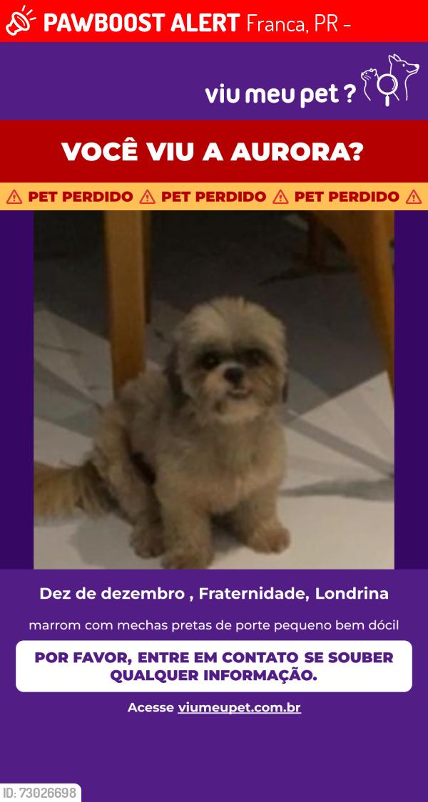 Lost Female Dog last seen Rua santa luzia com rua santa Mônica no bairro Franca em Londrina, Franca, PR 86030-030