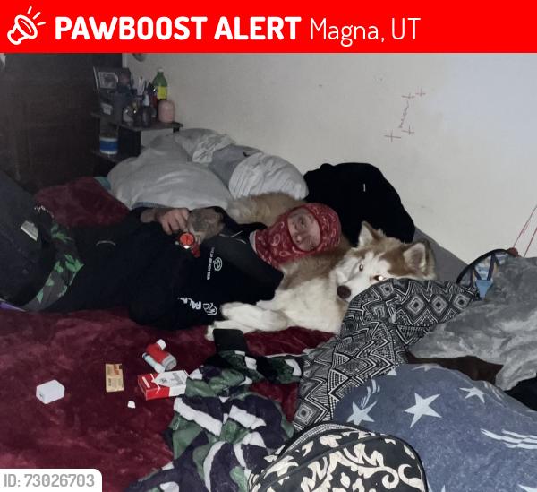 Lost Female Dog last seen Near w 7200 s, Magna, UT 84044