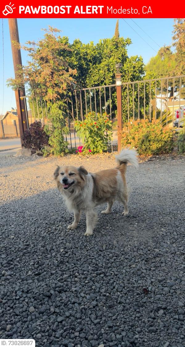 Lost Male Dog last seen Paradise Rd & Carpenter Rd in Modesto, Ca, Modesto, CA 95351