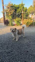 Lost Male Dog last seen Paradise Rd & Carpenter Rd in Modesto, Ca, Modesto, CA 95351