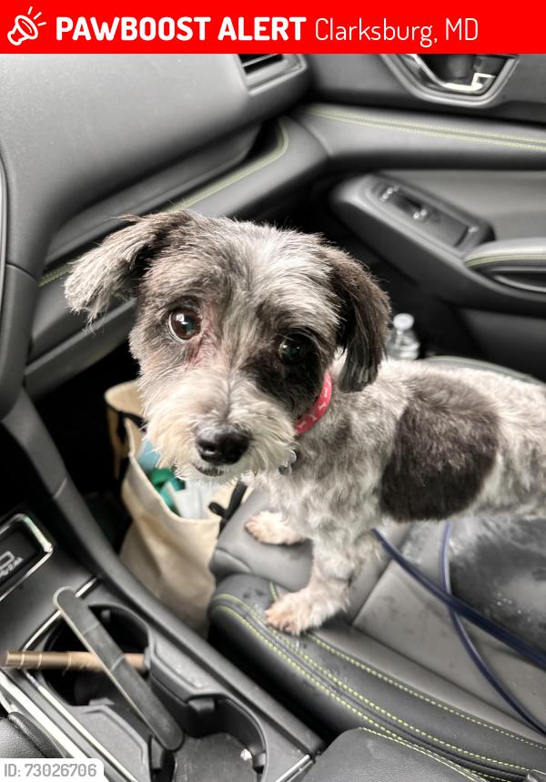 Lost Female Dog last seen Lewisdale rd, little Bennett golf course , Clarksburg, MD 20871