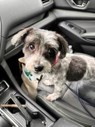 Lost Female Dog last seen Lewisdale rd, little Bennett golf course , Clarksburg, MD 20871