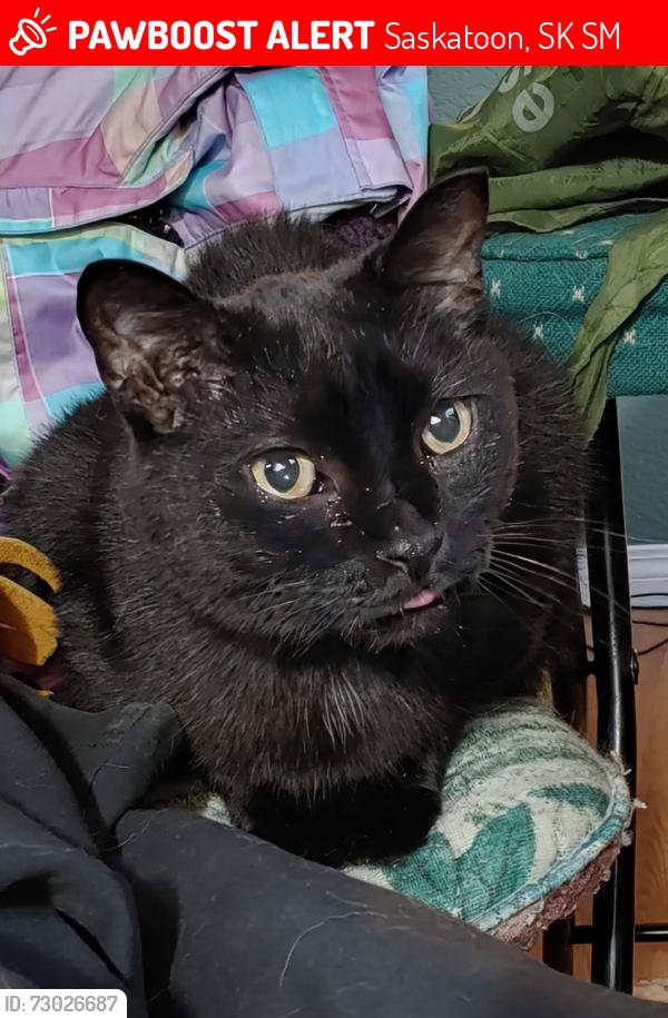 Lost Male Cat last seen Near block Avenue I S, Saskatoon, SK S7M