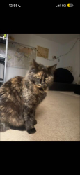 Reunited Female Cat last seen Hubbard Heights , Stamford, CT 06902