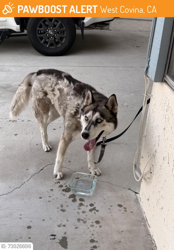 Found/Stray Male Dog last seen Amar & Greenleaf, West Covina, CA 91792
