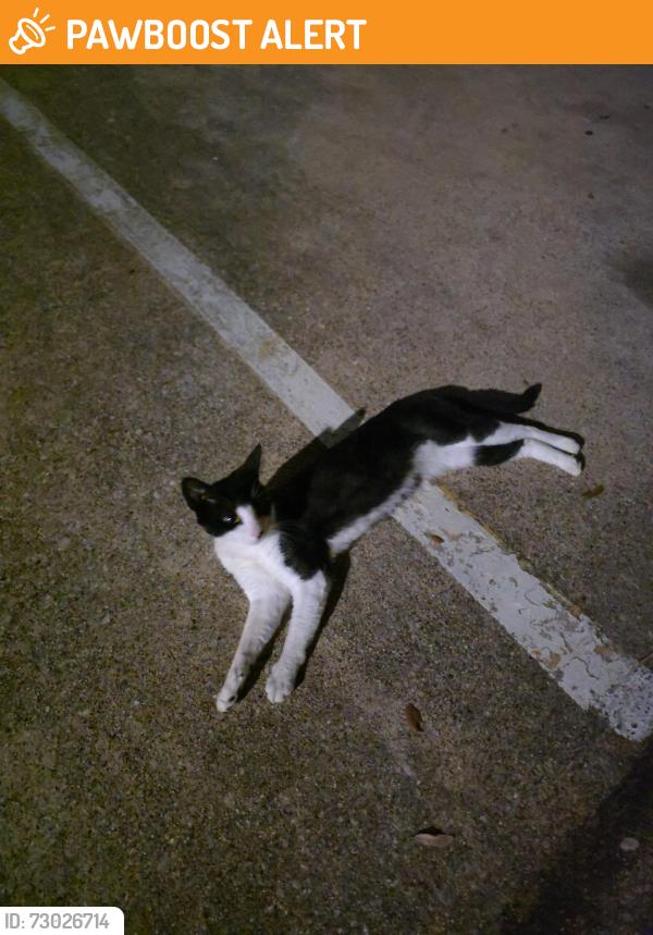 Found/Stray Male Cat last seen Near dale lane, White Settlement, TX 76108