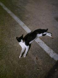 Found/Stray Male Cat last seen Near dale lane, White Settlement, TX 76108