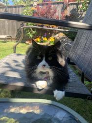 Lost Female Cat last seen Seafair drive and blundell, Richmond, BC V7C