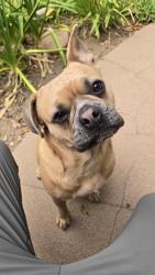 Found/Stray Male Dog last seen Pasadena high school , Pasadena, CA 91107