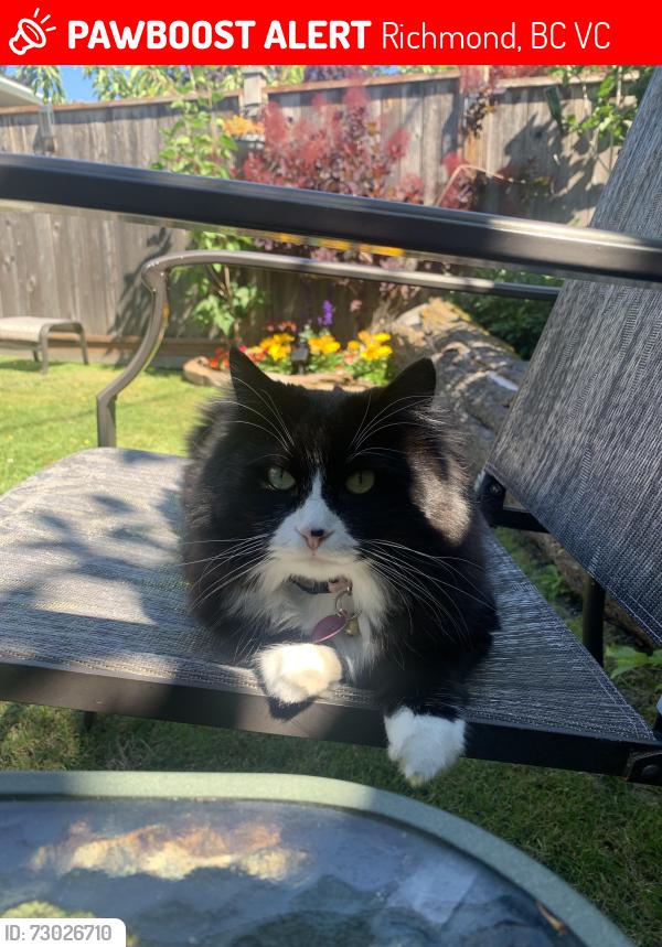Lost Female Cat last seen Seafair drive and blundell, Richmond, BC V7C