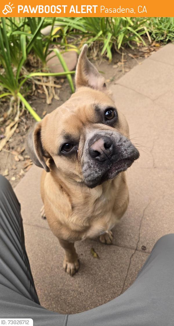 Found/Stray Male Dog last seen Pasadena high school , Pasadena, CA 91107