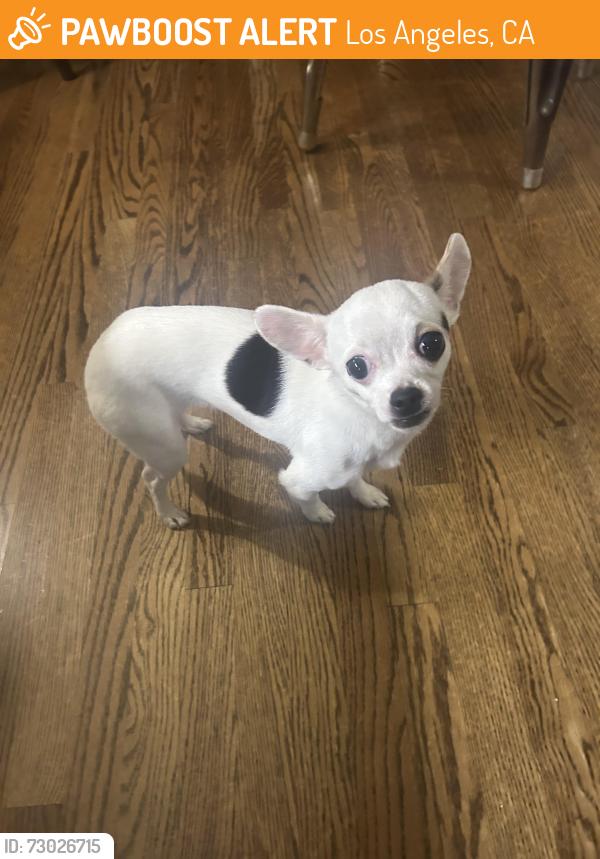 Found/Stray Female Dog last seen Peck park, Los Angeles, CA 90731