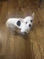 Found/Stray Female Dog last seen Peck park, Los Angeles, CA 90731