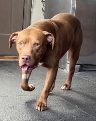 Found/Stray Male Dog last seen Portuguese Bend neighborhood , Rancho Palos Verdes, CA 90275
