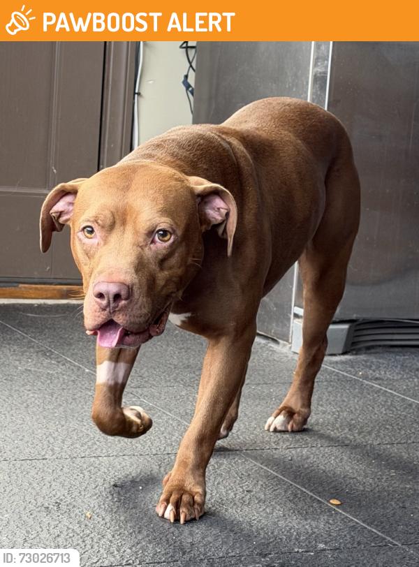 Found/Stray Male Dog last seen Portuguese Bend neighborhood , Rancho Palos Verdes, CA 90275