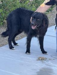 Found/Stray Male Dog last seen Pyle and Dean Martin, Enterprise, NV 89141