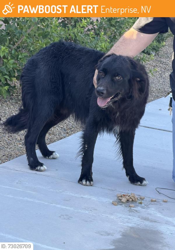 Found/Stray Male Dog last seen Pyle and Dean Martin, Enterprise, NV 89141